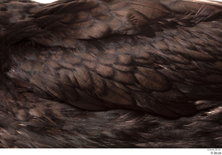  Double-crested cormorant Phalacrocorax auritus back body feathers wing 0002.jpg